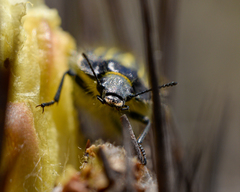 Geoborus rugipennis