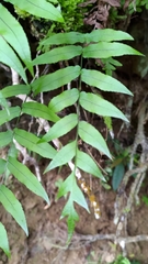 Polypodiastrum mengtzeense