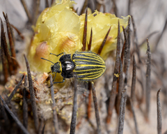 Geoborus rugipennis