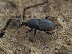Sphenophorus abbreviatus