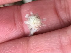 Antennaria solitaria