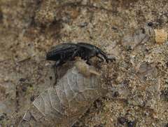 Sphenophorus abbreviatus