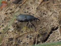 Sphenophorus abbreviatus