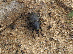 Sphenophorus abbreviatus