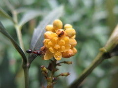 Berberis fortunei