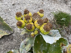 Senecio candidans