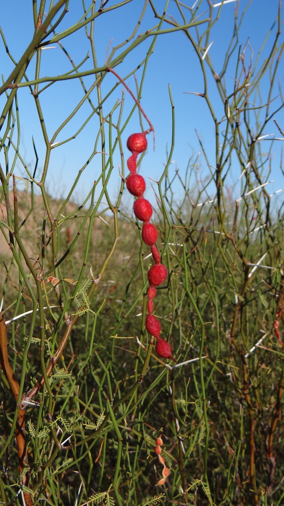 Prosopis argentina Burkart 3
