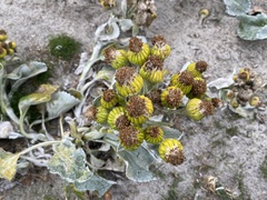 Senecio candidans