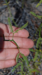 Prosopis argentina