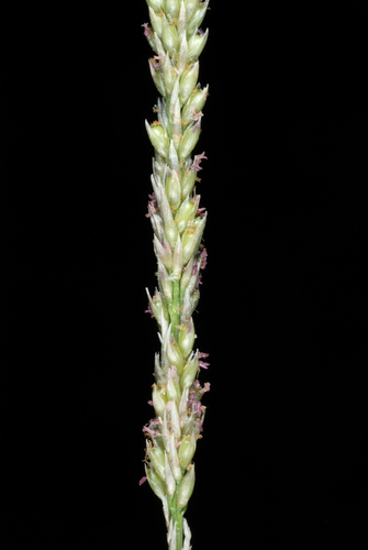 Sporobolus indicus