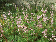 Corydalis edulis