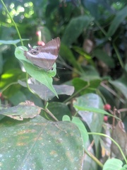 Afriodinia