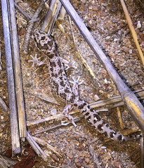 Pachydactylus vansoni