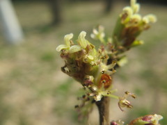 Celtis julianae