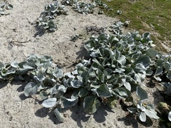 Senecio candidans