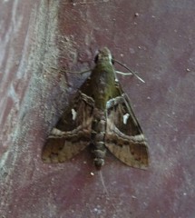 Nephele argentifera