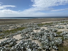 Senecio candidans