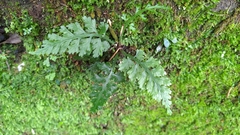 Asplenium gueinzianum