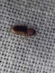 Tropicus pusillus