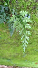 Asplenium gueinzianum