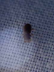 Tropicus pusillus