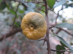 Citrus cavaleriei