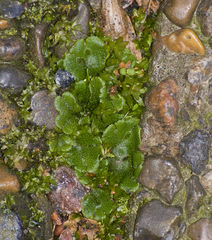 Marchantia polymorpha