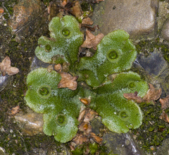 Marchantia polymorpha