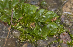 Marchantia polymorpha