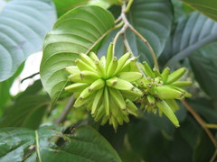 Camptotheca acuminata