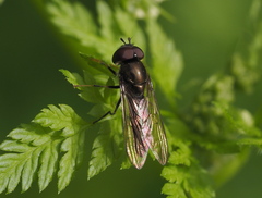 Platycheirus albimanus