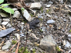 Bufo bankorensis
