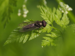 Platycheirus albimanus