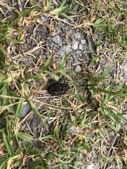 Bufo bankorensis