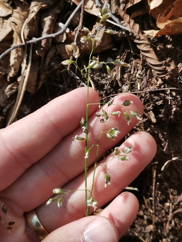 Anthoxanthum australe (Anthoxanthum australe)