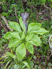 Arisaema limbatum