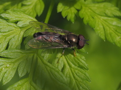 Platycheirus albimanus