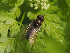 Platycheirus albimanus