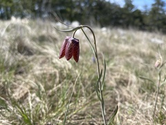 Fritillaria montana