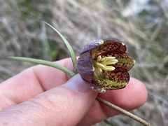Fritillaria montana