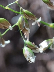 Anthoxanthum australe