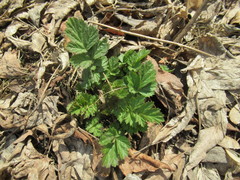 Geum aleppicum