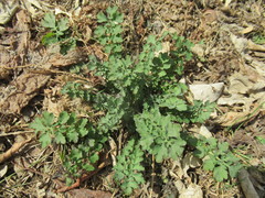 Chelidonium majus