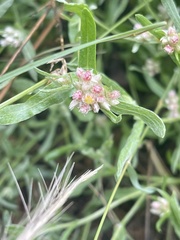 Helichrysum candolleanum