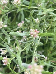 Helichrysum candolleanum