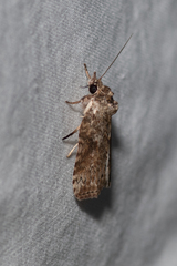 Nycteola indica