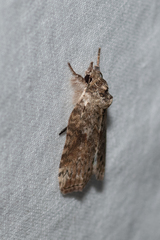 Nycteola indica