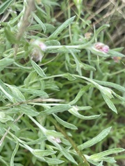 Helichrysum candolleanum