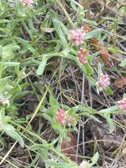 Helichrysum candolleanum