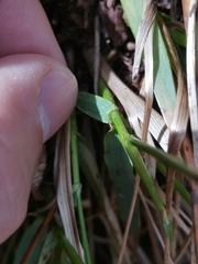 Anthoxanthum australe